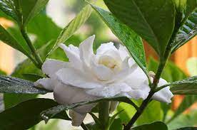 If buds fall off it's not from disease as often supposed, but because plants didn't get 20 degrees difference between day and night temperatures during spring and early summer. Cir1098 Ep338 Gardenias At A Glance