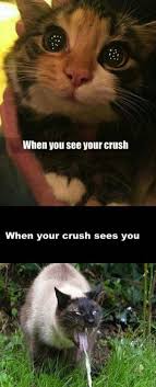 13 Times Animals Had To Deal With That Awkward Moment They Saw Their Crush Memes Funny Animal Memes Funny Cat Memes Animal Memes