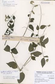 Image result for Pupalia micrantha