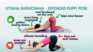 Master Extended Puppy Pose Uttana Shishosana Jivayogalive