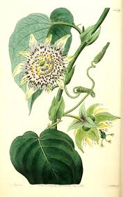 Image result for Passiflora ligularis