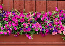 Growing flowers in a window box is a great way to brighten up the front of your home. 12 Plants That Are Perfect For Window Boxes Bob Vila