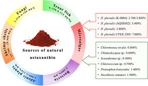 Image result for Astaxanthin