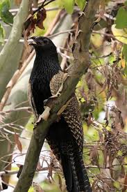 Bird That Sounds Like A Monkey Australia Pin On Exotic Birds Of Paradise