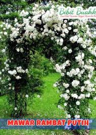 Tanaman hias bunga merambat flame vine/stefeanood orange: Gambar Bunga Mawar Merambat