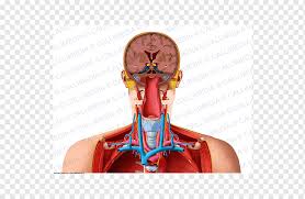 The sternoclavicular (sc) joint supports the connection of the arms and shoulders to the main skeleton. Organ Shoulder Neck Human Anatomy Human Body Others Head Human Anatomy Png Pngwing