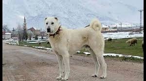 Turkish Shepherd Turkish Shepherd Dog Avkif