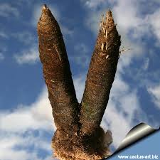 Image result for Xerophyta kirkii