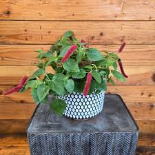 Image result for Acalypha allenii