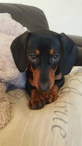 The miniature dachshund is a smaller version of the standard dachshund.the breed was developed in germany, but came to the united states in 1870 to hunt rabbits and small game. My Little Annie Sausagedog Cuteness Black And Tan Dachshund Sausage Dog Short Haired Dachshund