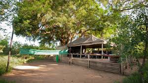 Image result for Xanthocercis zambesiaca