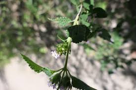 Image result for Lantana angolensis