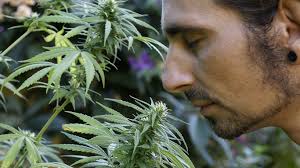 Pennsylvania Supreme Court: Marijuana smell alone not justification for  warrantless search