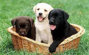 Browse thru thousands of german shorthaired lab dogs for adoption near in usa area, listed by dog rescue organizations and individuals, to find your match. Labrador Retriever Puppies For Sale Minnesota Call Us