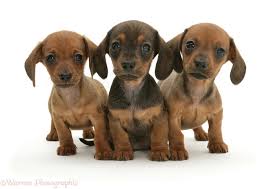 Find dachshund puppies for sale from a vast selection of dachshund. Dogs Three Dachshund Puppies Photo Wp09695