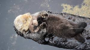 Their skeletal structure and musculature make them better suited to terrestrial movement than sea otters are. 1 Day Old Sea Otter Trying To Sleep On Mom Youtube