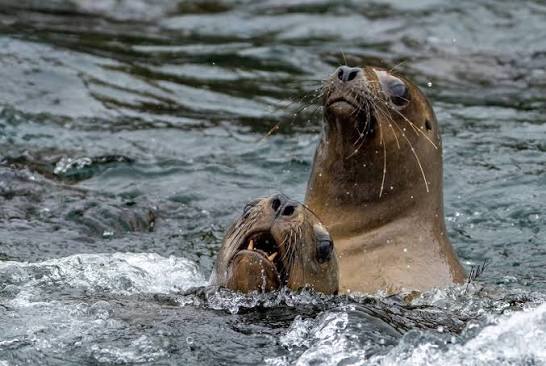 The South American Sea Lions are similar to belching Steller Sea Lions  except for size. These are much smaller with males about 800 lbs and  females 300. Highly social, they gather in