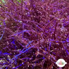 Image result for Ochna cyanophylla