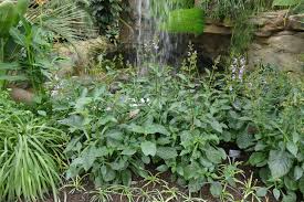 Image result for Brillantaisia owariensis