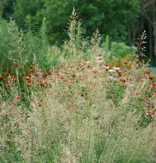 Image result for Sporobolus panicoides