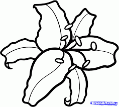 How To Draw A Stargazer Lily Step By Step Flowers Pop Culture Free Online Drawing Tutorial Added By Dawn Marc Lilies Drawing Lily Painting Online Drawing