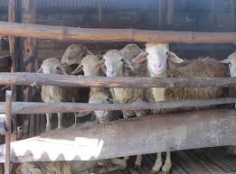 Adapun fungsi kandang bagi ternak kambing yaitu : Cara Ternak Kambing Modern Lebih Praktis Dan Terbukti Menguntungkan