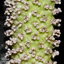 Image result for Araceae