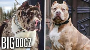Top quality real micro size american bully puppy for sale contact 9992505163 call or whatsapp all dog available for sale like. Meet Aftermath S Son Marshall The 115lb Merle Bully Big Dogz Youtube
