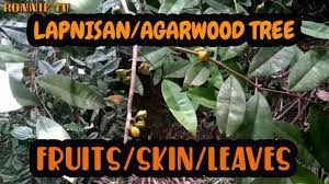 An acetone extract of agarwood leaves and senna (a representative laxat … we investigated the laxative activity of an extract of agarwood leaves from aquilaria sinensis. Lapnisan Agarwood Tree Skin Fruits Leave Youtube