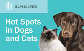 We hope this article on lovely cute cats pictures is being like and loved by you all. Hot Spots In Dogs Cats Entirelypets Rx