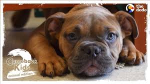 Abandoned Bulldog Teaches Himself How To Walk The Dodo Comeback Kids S02e02 Youtube Puppy Time Animals For Kids Viral Videos Funny