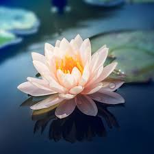 Get deals with coupon and discount code! Lotus Flower Fragrance Oil