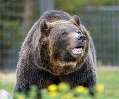 Backmasking was popularised by the beatles, who used backward instrumentation on their 1966 album revolver. Judge Blocks Grizzly Bear Hunting Season For Now
