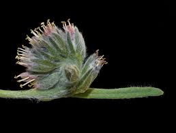 Image result for Boraginaceae