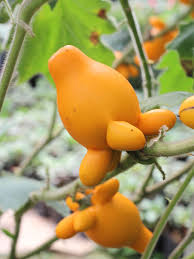 Image result for Solanum mammosum