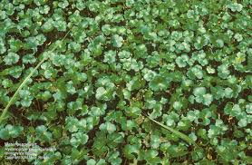 Image result for Hydrocotyle