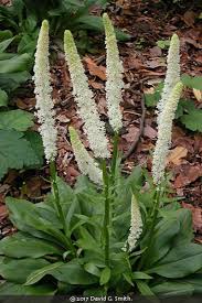 Image result for Cycnium filicalyx