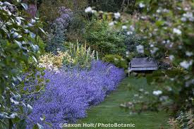 Holt 780 0469 Cr2 Photobotanic Stock Photography Garden Library Beautiful Gardens Purple Perennials Dream Garden