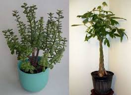 Check spelling or type a new query. Money Tree Plant Pachira Aquatica Care Types Pictures And More