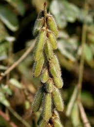 Image result for Indigofera astragalina