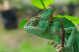 Lantana sp., bamboo, conifers, eucalyptus sp., euphorbiaceae. Are Bonsai Trees Safe For Chameleons What Else Can You Use Fur Wings Scaly Things