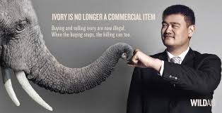Ivory has acquired many symbolic meanings over the centuries, some of which bridge the gap between ancient and modern. China S Ban On Ivory Trade Comes Into Force Bbc News