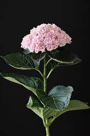 Hydrangea Macr Magical Revolution Hokomarevo Kolster Bv Magical Plants Flowers