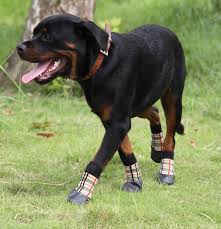 are dog shoes and jackets just for fashion dog boots dogs