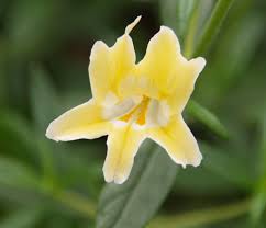 Image result for Mimulus