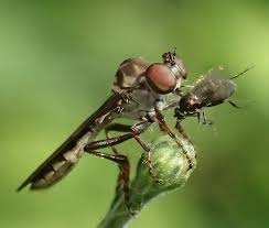 Image result for Ficalhoa