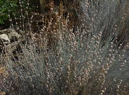 Image result for Eriospermum flexuosum