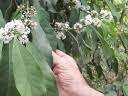 Image result for Craterispermum schweinfurthii