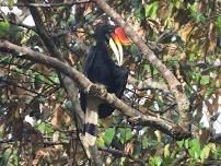 Borneo: Birds, Orangutans, and so much more