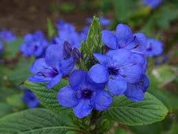 Image result for Eranthemum pulchellum